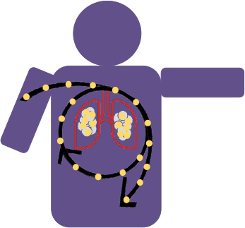 Human figure drawing with lungs